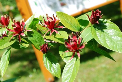Calycanthus floridus - sazaník květnatý - květy